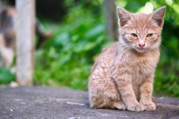 homeless kitten sits on the pavement. general plan. color
