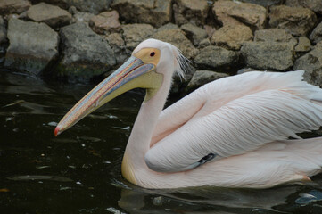 Great or eastern or rosy white Pelican ( Pelecanus onocrotalus ) in South Africa swimming in a lake with a green background