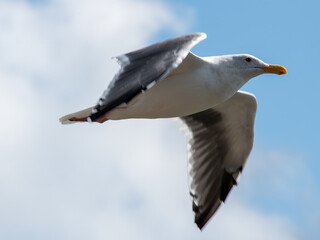 seagull in flight