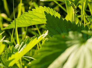 Stinging Nettle