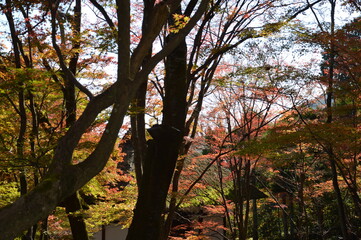 紅葉の京都
