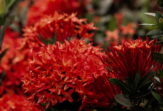 red ixoria flower