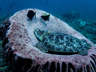 Turtle resting on coral, Gili Air, Indonesia