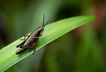 grasshopper on a leaf