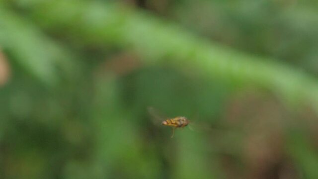 Insect Flying in Pine Forest