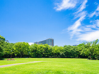 Fototapeta premium 青空が広がる住宅街の公園