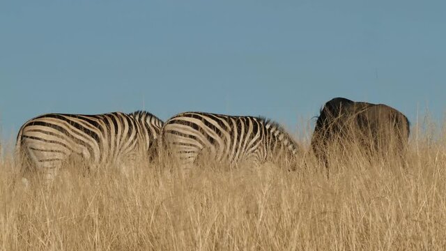 Plains Zebra in Natural Habitat, South Africa