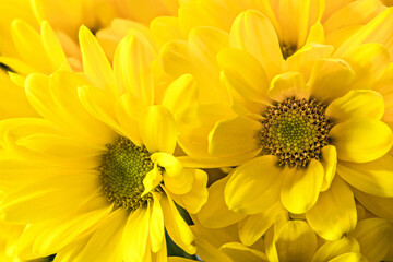 Bright and Yellow Sunflower Bouquet