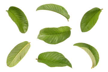  Set of Guava leaves  isolated on white background.