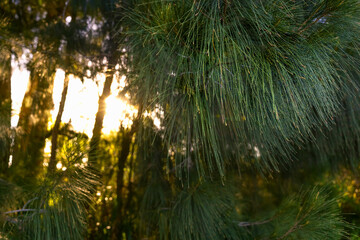 Naklejka premium Sun setting through the thin layer of pine evergreen trees.