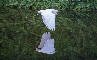Snowy Egret