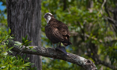 Osprey