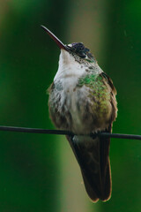 Colibrí