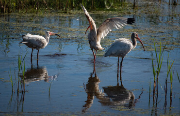 White Ibis