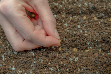 Female hand plants beetroot seeds in black soil, close up