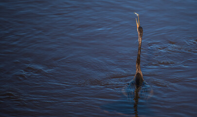 Anhinga