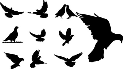 Set of Simple Vector Design of a Pigeons in Black