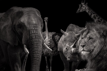 Black and white image of african wild animals