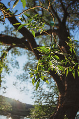 Leaves and branches of a large tree Willow against the blue sky. Bottom view.