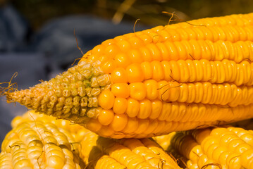 closeup heap of ripen corn, food background