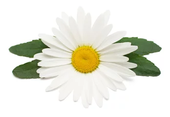 Foto op Plexiglas One white daisy head flower with leaf isolated on white background. Flat lay, top view. Floral pattern, object © Flower Studio