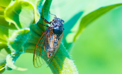 big cicada sit on a sunflower stem