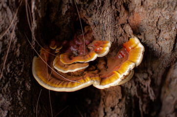 mushroom on bark