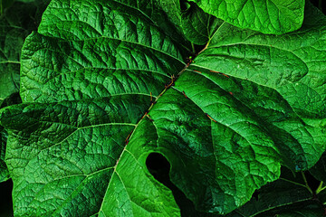 Green leaves photo pattern in top view Inflorescence of burdock with the big green leaves Natural background with dark green foliage. Summer time. Green leaf burdock. Medicinal plant burdock. Closeup.