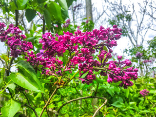 purple lilac flowers branch nature