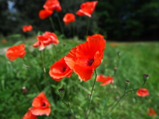 Red poppies found at at Dendrological Garden in Przelewice (arboretum przelewice) Poland