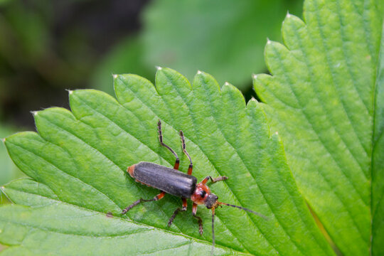 Cantharis Rustica" Images – Browse 117 Stock Photos, Vectors, and Video |  Adobe Stock