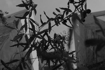 Arte y fotografía de lucero 