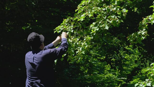 Picking Small-Leaved Lime flowers for tea (Tilia cordata) - (4K)