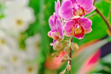 コチョウランの高価なギフト