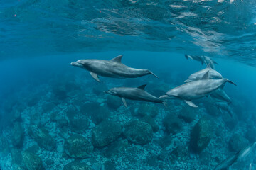 Dolphins inhabiting  in Mikurajima, Tokyo, Japan
