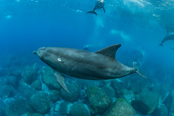 Dolphins inhabiting  in Mikurajima, Tokyo, Japan
