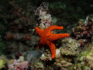 Red starfish, Raja Ampat, Indonesia
