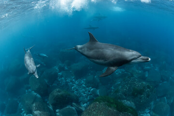 Obraz na płótnie Canvas Dolphins inhabiting in Mikurajima, Tokyo, Japan 