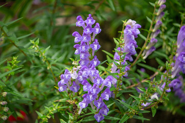 コバネバナ（黄金花、Scutellaria baicalensis Georgi、Scutellaria baicalensis、生薬名はオウゴン、黄芩）、日本で7月に撮影