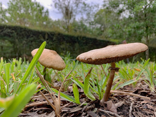 Wild Mushrooms Growing in the Grass