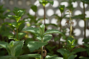 Fototapeta na wymiar fresh Herbs