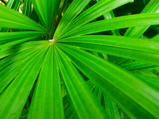Lady palm green leaf air purify plants 