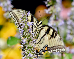 A unique view of the underside of a Eastern Tiger Swallowtail Butterfly (Papilio glaucus) as it feeds on Anise Hyssop (Agastache foeniculum).  Copy space.  Closeup.
