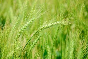 Close-up of green wheat plants in Daya District, Taichung, Taiwan.