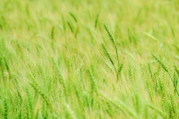 Close-up of green wheat plants in Daya District, Taichung, Taiwan.