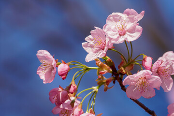 陽光桜の花