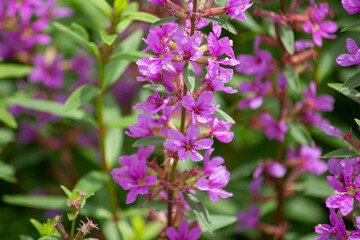 ミソハギ（禊萩、学名：Lythrum anceps）の花が満開、千屈菜（せんくつさい）という生薬の原料でもある。