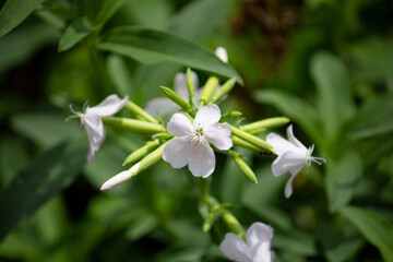 サボンソウ、学名：Saponaria officinalis L.、別名シャボンソウ、セッケンソウ(石鹸草)（英名は、Common Soapwort、Bouncing Betで、別名にも洗い張り屋の草（fullers herb）、泡の出る根（latherwort）、カラスの石鹸（crow soap）、石鹸の根（soap root））
