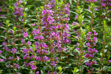 Obraz premium ミソハギ（禊萩、学名：Lythrum anceps）の花が満開、千屈菜（せんくつさい）という生薬の原料でもある