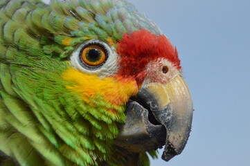 Parrot